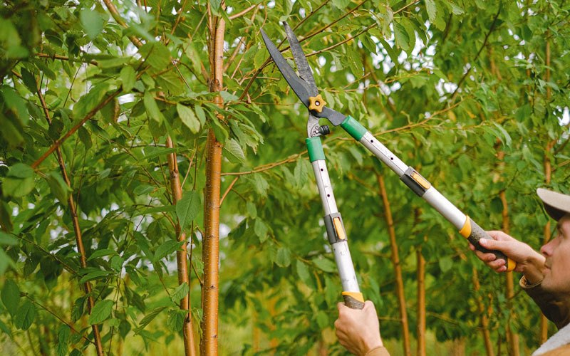 Tree trimming in Bennet, NE